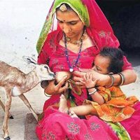 Femme Bishnoïs allaitant une gazelle